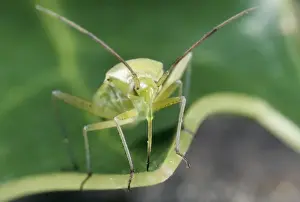 UK Insects Drucke: Green Capsid Bug - note long proboscis UK