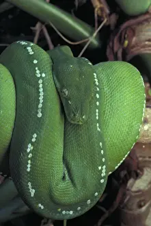 Australian Reptiles Drucke: Green Python - Coiled