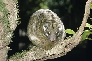 Animal Artwork For Sale Drucke: Green Ringtail Possum - resting