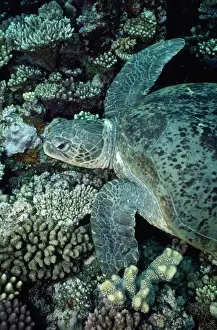 Marine Reptiles Drucke: Green Sea Turtle