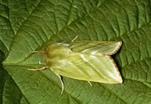Wildlife Moths Images Drucke: Green Silver Lines Moth - on leaf