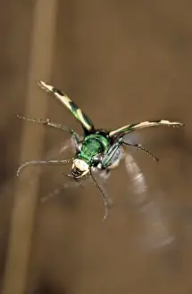 Green Tiger Beetle Drucke: Green Tiger Beetle in flight (front view)