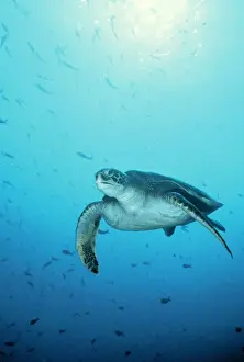 Endangered Species Artwork Drucke: Green Turtle Galapagos