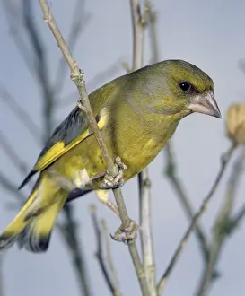 Greenfinch Bird Drucke: Greenfinch