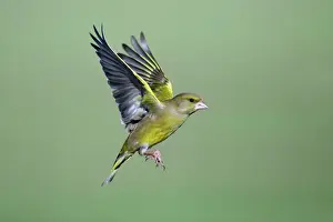 Grünfinkel - im Flug, Niedersachsen, Deutschland