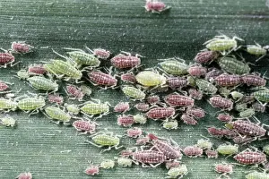 Insect Life Cycle Stages Drucke: Greenfly Aphids - large aggregation on reed leaf - UK