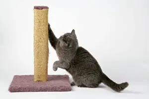 Drucke von JD-18207 Grauer Katze - nutzt Kratzer, um Nägel zu schärfen Hans-Joachim Daniels Bitte beachten Sie Verwandte Bilder Drucke: Grauer Katze - mit Kratzbrett