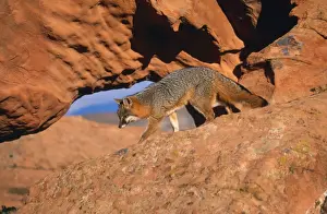 M Watson Photographer Drucke: Grey Fox