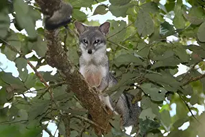 Thomas Marent Photography Drucke: Grey Fox Belize