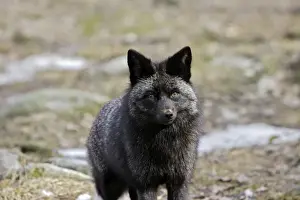 European Fox Species Drucke: Grey Fox. Finland. Captivity