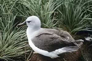 Antarctica Birds Drucke: Grey-Headed Albatross