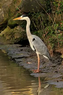 Drucke von SM-2270 Grauer Reiher Baden-Württemberg Deutschland Ardea cinerea Stefan Meyer Bitte beachten Sie Phyllostomidae Drucke: Grauer Heuschrecken, Deutschland