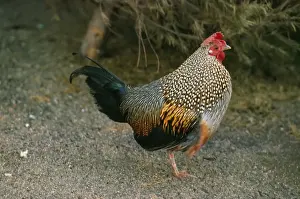Personal Use Prints Only Drucke: Grey Junglefowl