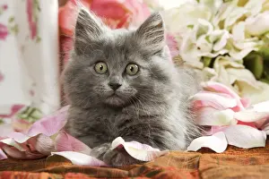 Animal Prints For Home Decor Drucke: Grey Kitten - two months old