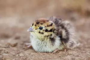 Ornithology Photography Drucke: Grey Partridge - chick