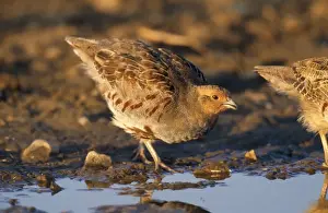 Chris Knights Photography Drucke: Grey Partridge - drinking