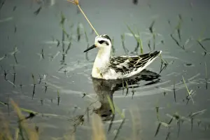 Bird Watching Images Drucke: Grey Phalarope - in winter