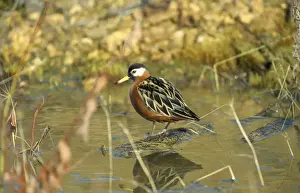 Nature Wall Art Prints Drucke: Grey Phalaropes