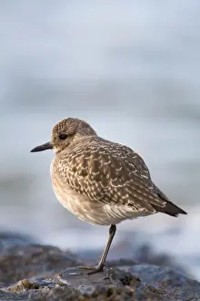UK Birds Drucke: Grey Plover - Cornwall - UK