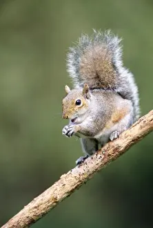 John Daniels Wildlife Photography Drucke: Grey Squirrel