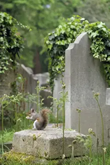 Ardea Wildlife Prints Drucke: Grey Squirrel - in cemetry UK