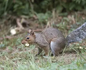 Grauer Eichhörnchen mit Hazelnüssen