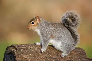 Cornwall Wildlife Photography Drucke: Grey Squirrel - on log - Cornwall - UK