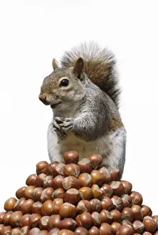 Forest Animal Pictures Drucke: Grey Squirrel - on pyramid of Hazelnuts