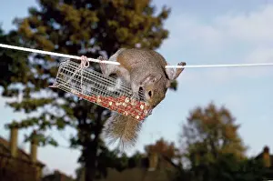 Drucke von LB-4956 grauer Eichhörnchen - Auf Waschleine stehend die Nüsse vom Vogelfutter Raubt Sciurus carolirensis Ian Beames Bitte beachten Sie Eichhörnchen Drucke: Grauer Eichhörnchen - Diebe von der Erdnusshalter