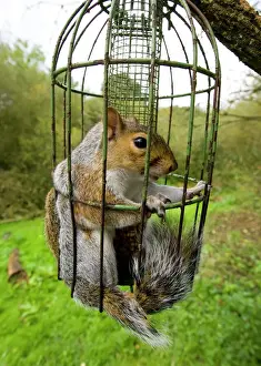 Grauer Eichhörnchen in einem schärfenfressenden Vogelfutter gefangen, Vereinigtes Königreich September