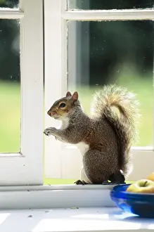 Sciurus Carolinensis Images Drucke: Grey Squirrel On Windowsill