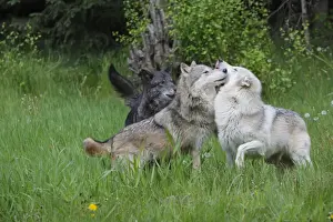 North American Wolves Drucke: Grey / Timber Wolf - interaction between adults. Montana - United States