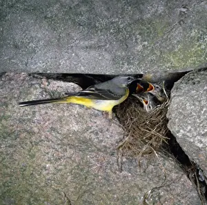 Wildlife Bird Photography Images Drucke: Grey Wagtail