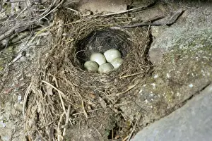 Motacilla Cinerea Images Drucke: Grey Wagtail - nest with eggs