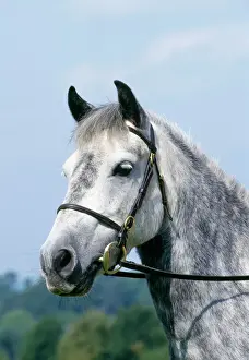 Drucke von JD-18019 Grauer Walser Pony von John Daniels Bitte beachten Sie, dass Drucke nur für persönliche Anzeigezwecke gedacht sind und nicht reproduziert werden dürfen Bilder Datiert 2007 August: Grauer Waliser Pferd