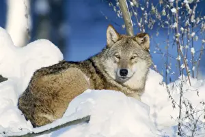 Canis Lupus Prints Drucke: Grey Wolf - in snow