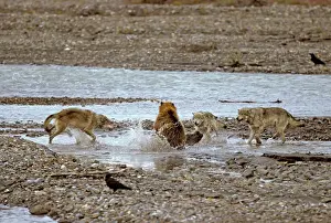 Drucke von MG-898 Graubären konfrontieren Grizzlys Naturschutzgebiet Denali National Park, Alaska Nordamerika Canis lupus Martin Grosnick Bitte beachten Sie Grizzlybär Drucke: Graue Wölfe - Begegnung mit dem Braunbären im Denali-Nationalpark in Alaska Nordamerika