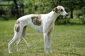 John Daniels Artwork Drucke: Greyhound Dog