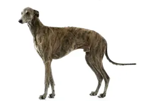 Greyhound Dog Breed Drucke: Greyhound / Levrier