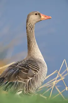 Nature Photography Artwork Drucke: Greylag Goose