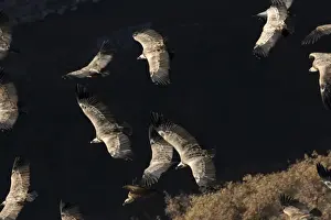 Griffon Vultures In Flight Drucke: Griffon Vultures - in flight