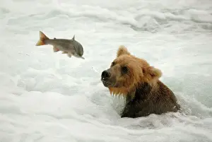 Bärenart Grizzly - Fisch aus dem Fluss fangen