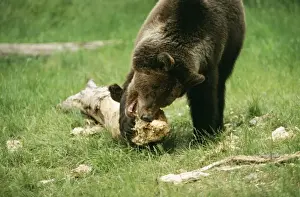 Ursus Arctos Horribilis Drucke: Grizzly Bear Chewing
