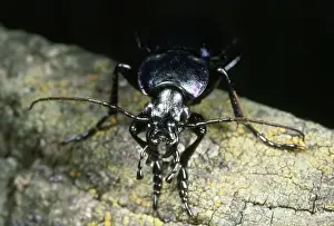 Wildlife Insects UK Drucke: Ground Beetle - face view - UK