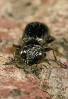 European Insect Images Drucke: Ground Beetle - UK