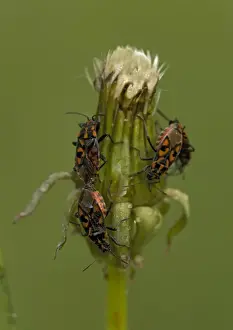 Bob Gibbons Photographer Drucke: Ground bugs, mating; on dandelion seed-head