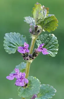 Purple Blooming Plants Drucke: Ground-ivy