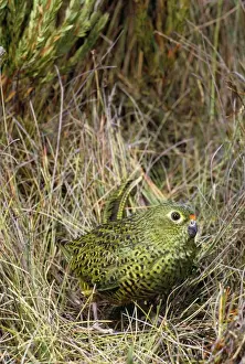 Australian Endemic Birds Drucke: Ground Parrot