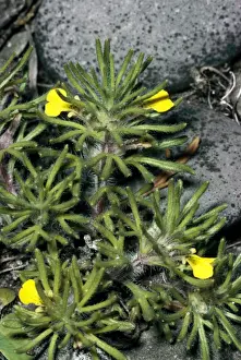 Ground Cover Plants Drucke: Ground Pine