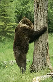 Ursus Arctos Horribilis Drucke: Grzzly Bear